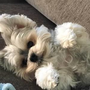 Meet your Posher, Diane